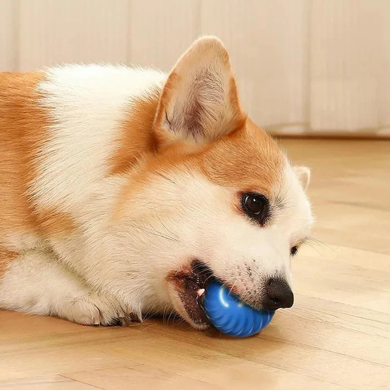 Smart Dog Auto-Bouncy Ball