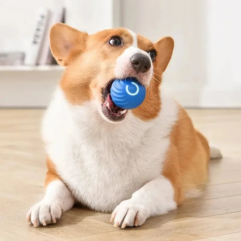 Smart Dog Auto-Bouncy Ball